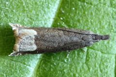 Ancylis tineana
