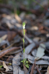 Pterostylis ectypha