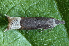 Ancylis tineana