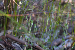 Pterostylis ectypha