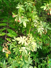 Rosa moschata