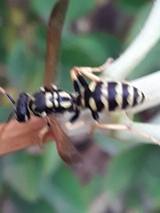 Polistes dominula