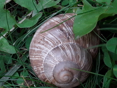 Helix pomatia
