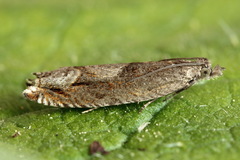 Ancylis uncella