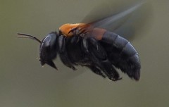 Xylocopa lateritia