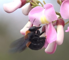 Xylocopa lateritia