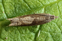 Ancylis uncella