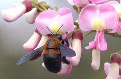 Xylocopa lateritia
