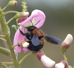 Xylocopa lateritia
