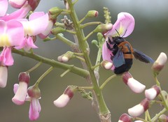 Xylocopa lateritia