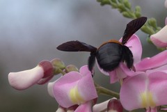 Xylocopa lateritia