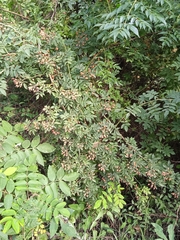 Rosa moschata