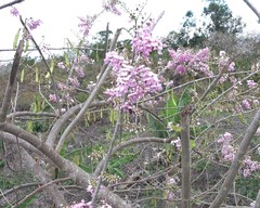 Xylocopa lateritia