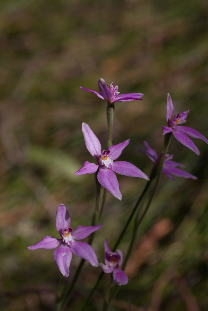 Caladenia latifolia