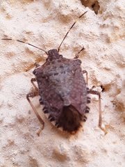 Halyomorpha halys