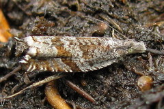 Ancylis unguicella