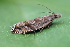 Ancylis unguicella