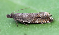 Ancylis unguicella