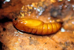 Ancylis upupana