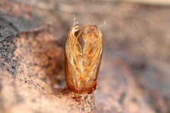Ancylis upupana