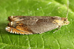 Ancylis upupana