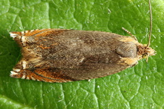 Ancylis upupana