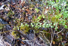 Epilobium brunnescens