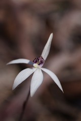 Caladenia saccharata