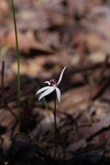 Caladenia saccharata