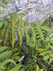 Ailanthus altissima