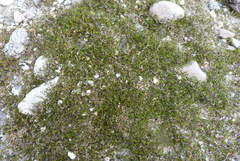 Gonocarpus aggregatus