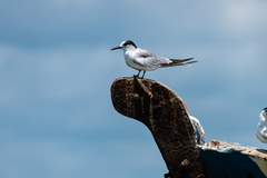 Sterna hirundo
