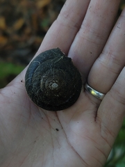 Monadenia infumata