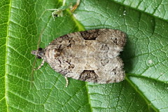 Apotomis infida