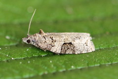 Apotomis infida