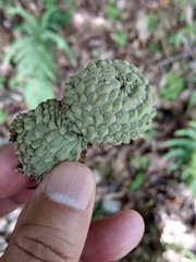 Lithocarpus lepidocarpus