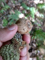 Lithocarpus lepidocarpus