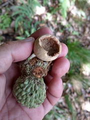 Lithocarpus lepidocarpus