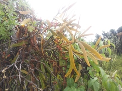 Phoradendron carneum