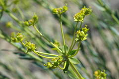 Euphorbia seguieriana
