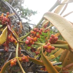 Phoradendron carneum