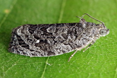 Apotomis inundana