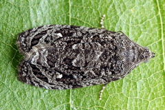 Apotomis inundana