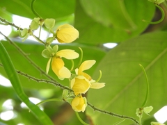 Senna mollissima