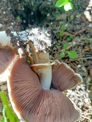 Agaricus