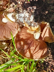 Agaricus