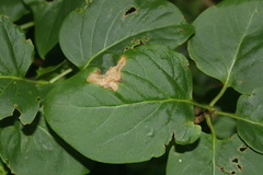 Gracillaria syringella