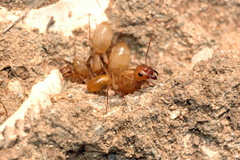 Camponotus turkestanus