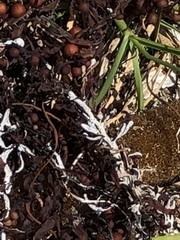 Jellyella tuberculata