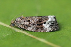 Apotomis sauciana